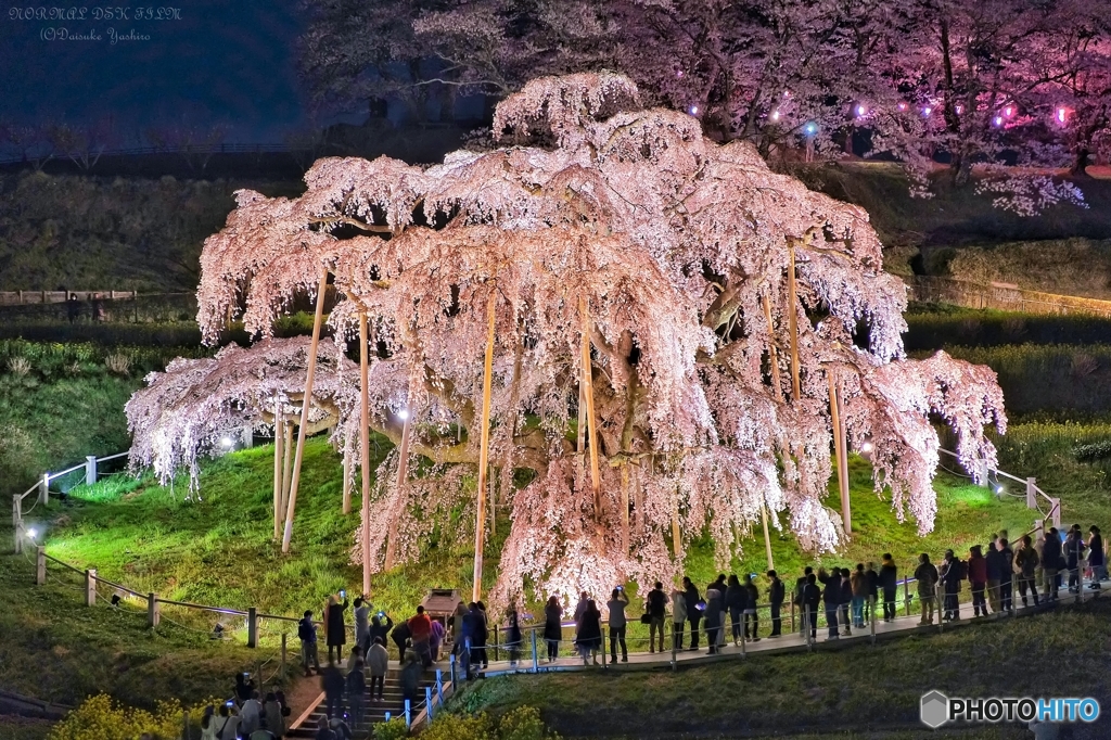 【滝桜：めいっぱいに】