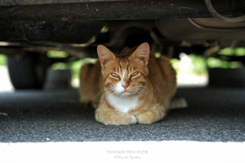 田中泯に似た猫様と対峙