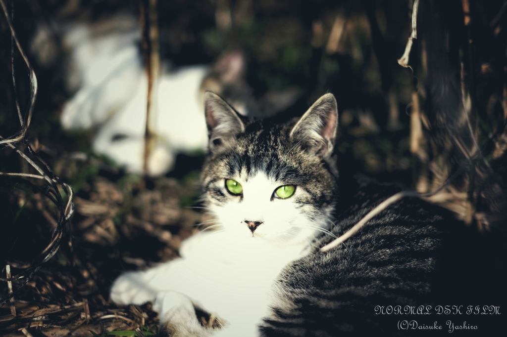 green eyed