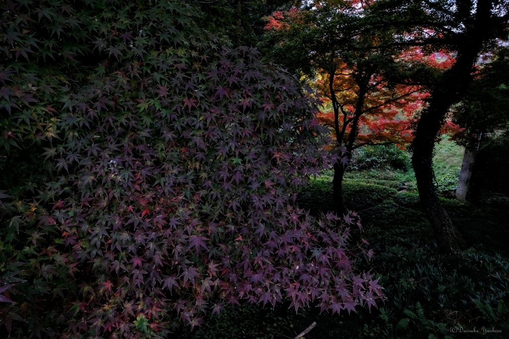 千羽鶴の森