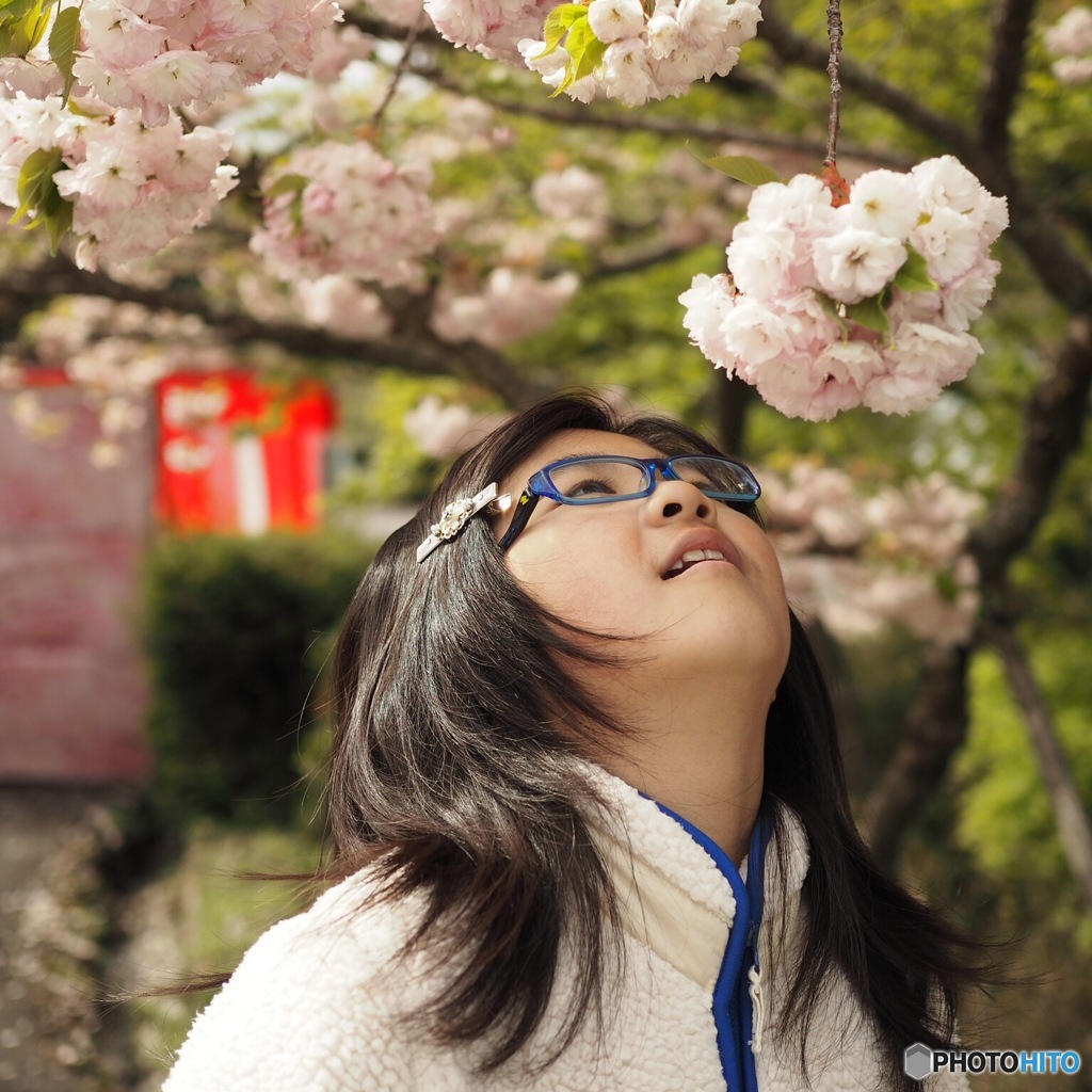 桜