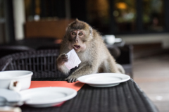 猿と朝食を