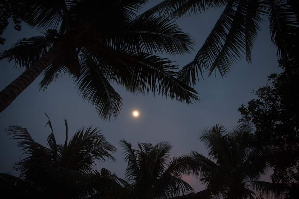 月と椰子の木