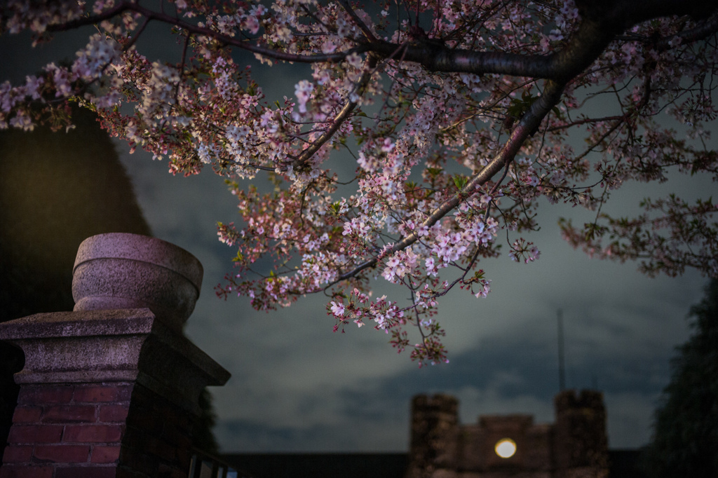 感情抑える桜