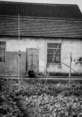 私の可愛い野菜たち