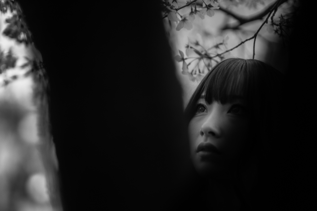 桜の教え
