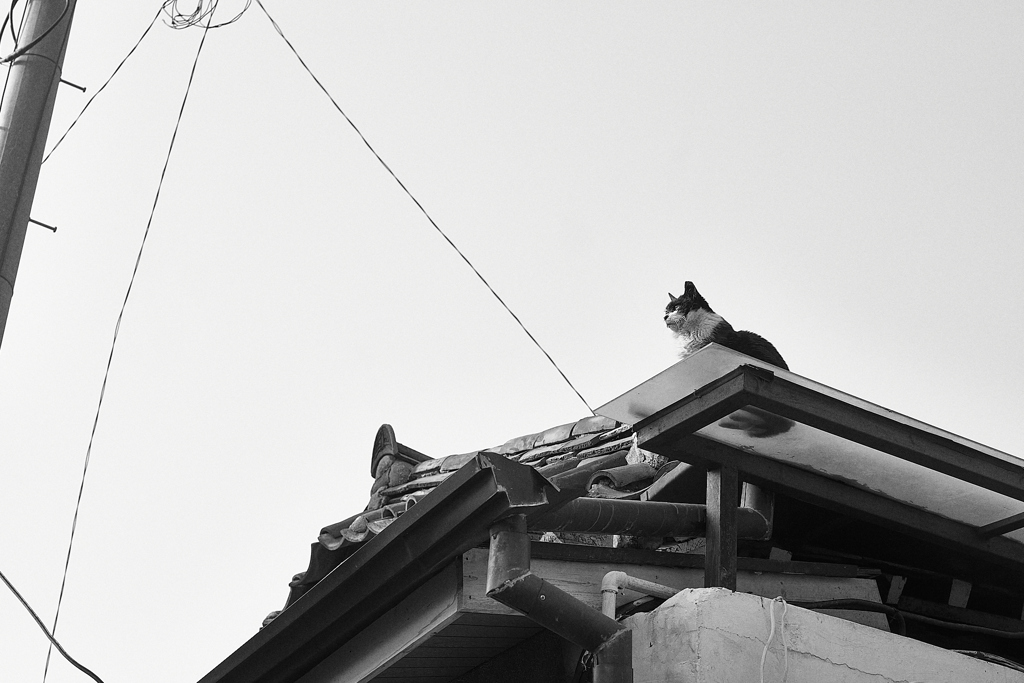 遠望