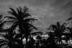 椰子も休む時間