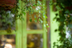 窓枠に染まる緑