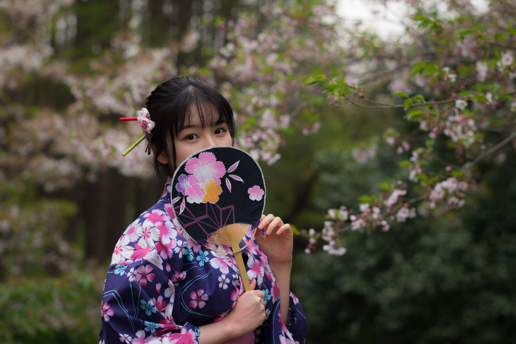 桜の団扇