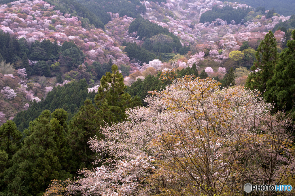 吉野山桜