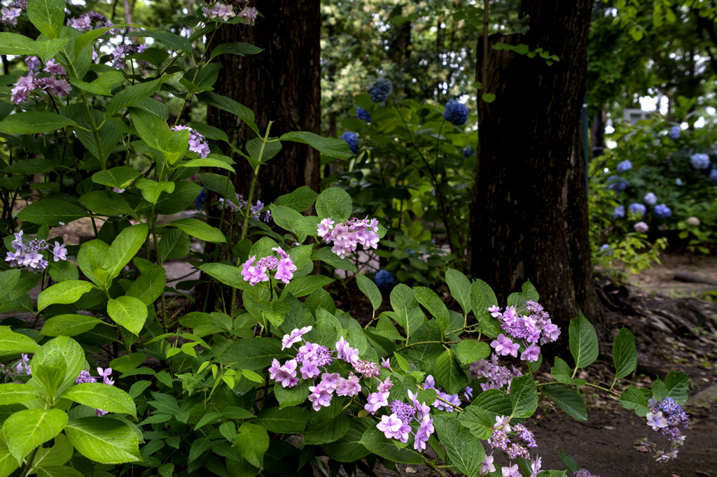 最後の紫陽花