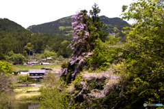 山藤