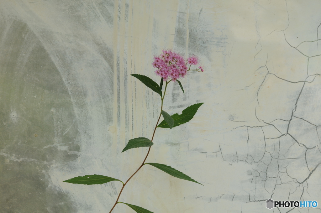 押し花