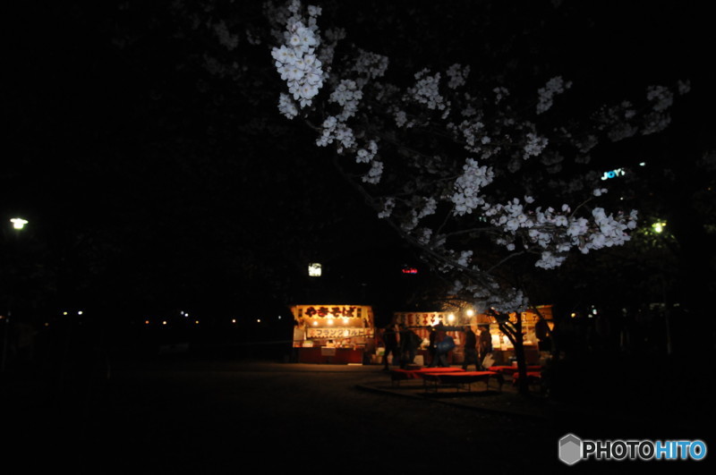 夜桜
