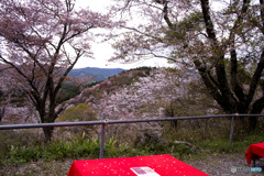 吉野山桜　お茶しましょう!(^^)!