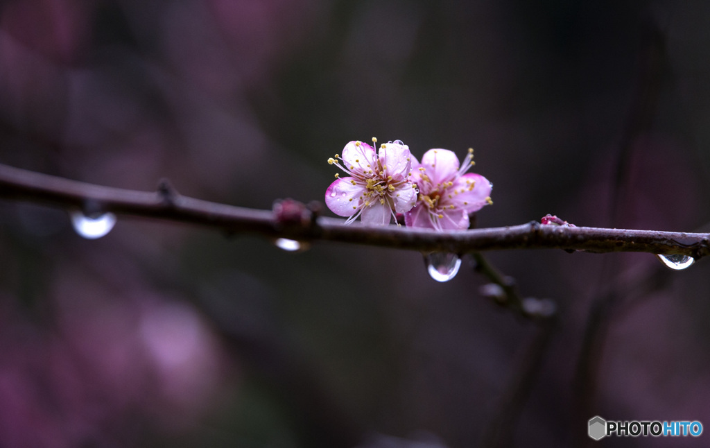 氷雨2