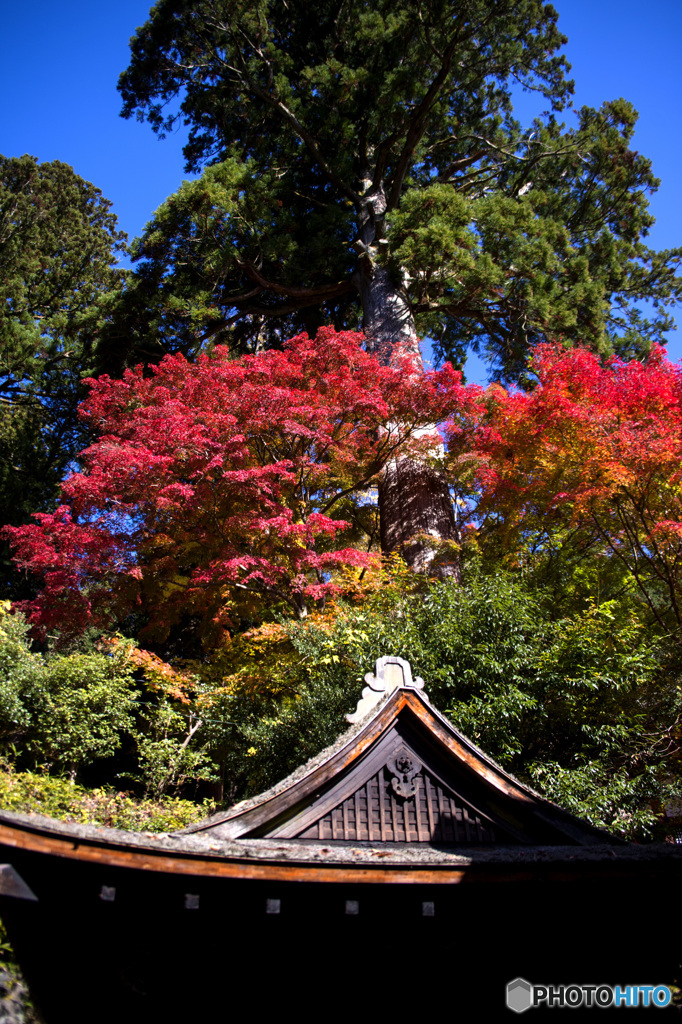談山神社の紅葉