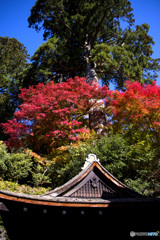 談山神社の紅葉