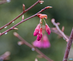 寒緋桜