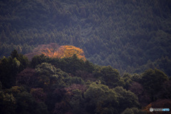 紅一点