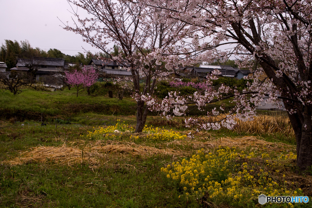 山の辺の道の桜風景