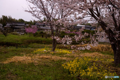 山の辺の道の桜風景