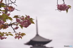 古都の春