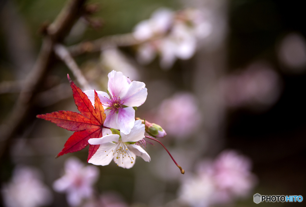 寒桜と紅葉