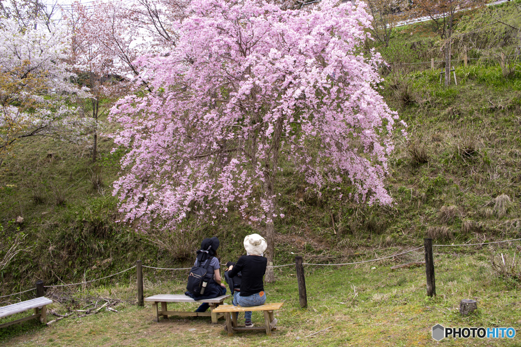 吉野山桜　人と桜