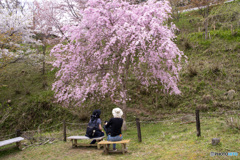 吉野山桜　人と桜