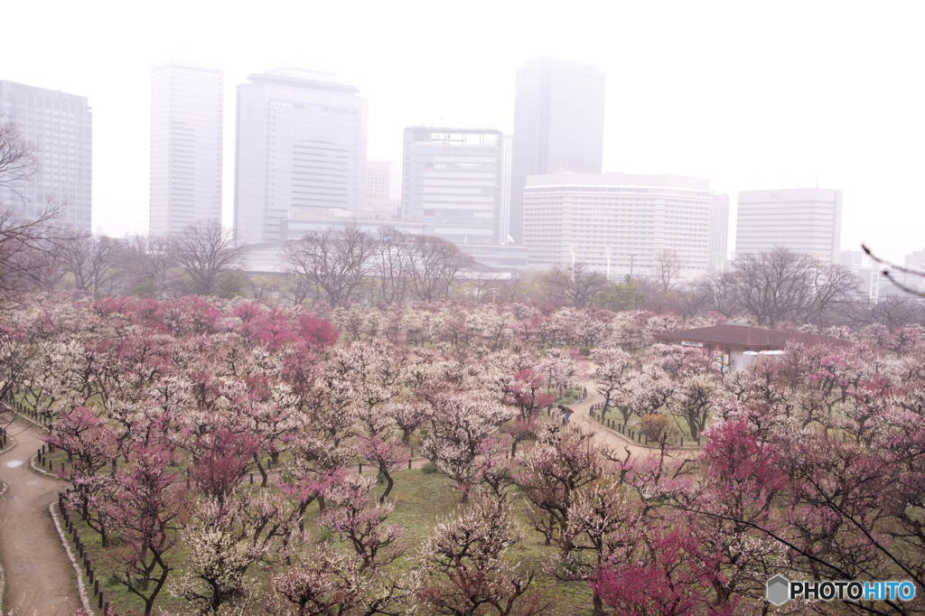 霧の朝