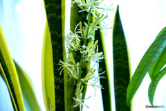 サンセベリア　花言葉　不滅