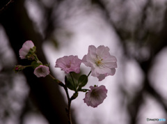 10月桜
