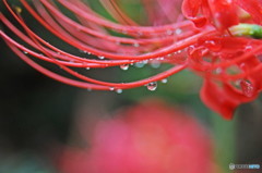 雨の滴