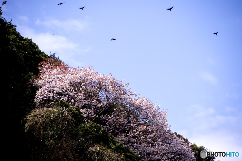 旅立ち（飛び立ち）