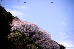 旅立ち（飛び立ち）