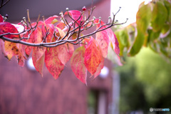 花みずきの紅葉