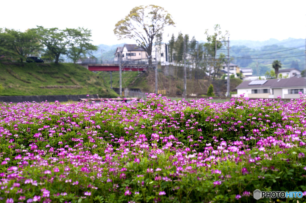 蓮華畑