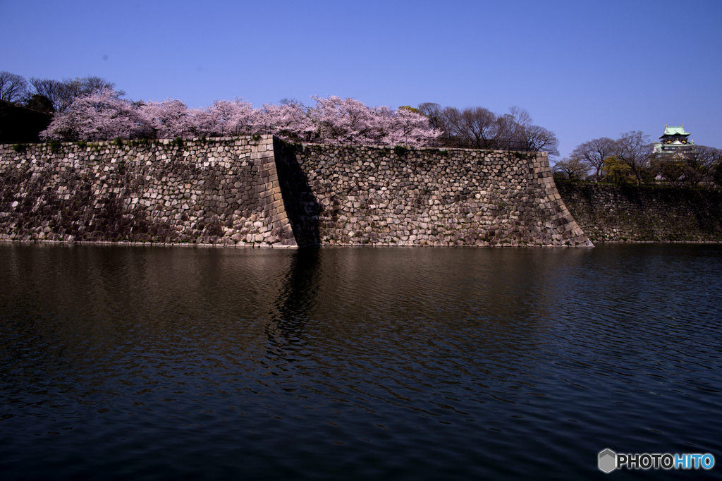 城壁に咲く