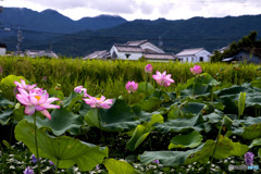 大和路