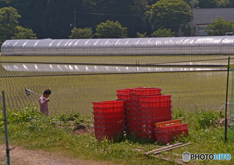 田植えの頃