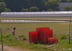 田植えの頃