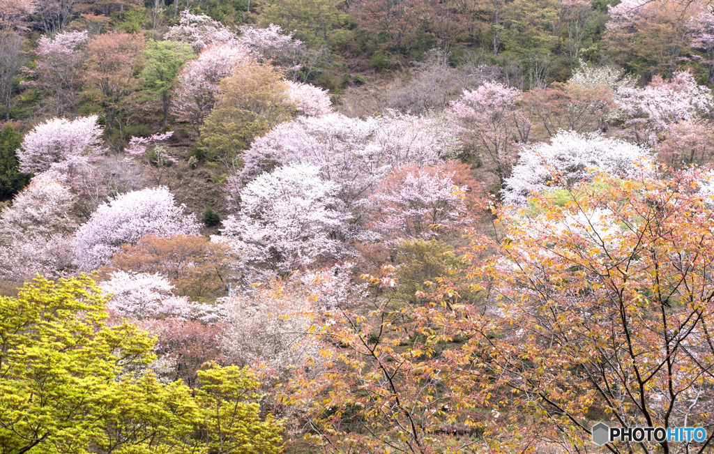 吉野山桜