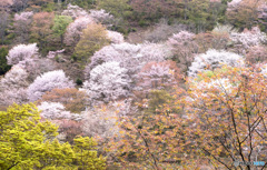 吉野山桜