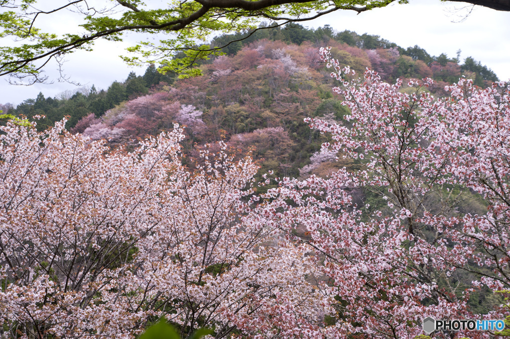吉野山桜