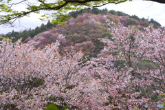 吉野山桜