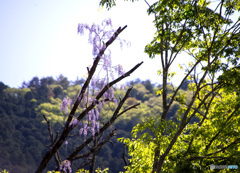 山藤