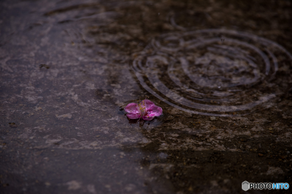 氷雨3