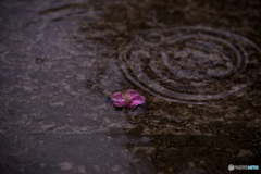 氷雨3
